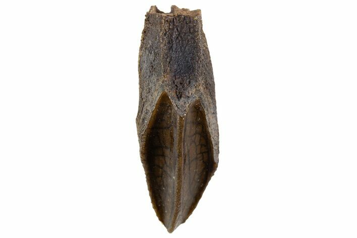 Fossil Hadrosaur (Edmontosaurus) Tooth - Montana #340958